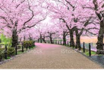 Relegião Da Sakura