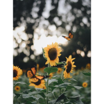 *•s u n f l o w e r s•*