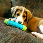 GUNNER IS THE CUTEST PUPPY!