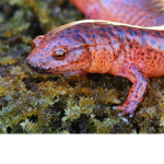 Salamanders ;)