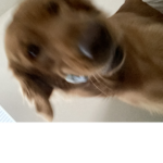 Funny dogo