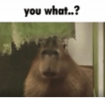 Cabybara snipers