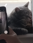 Cat club ######
