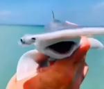 HammerHead Fan Club