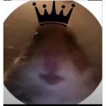 HAMSTERGANGaretehbest