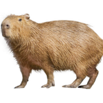 CAPYBARA SQUAD !!