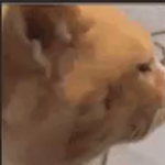 dog______group