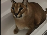 Feewsik2