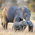-Elephant Fan Club-