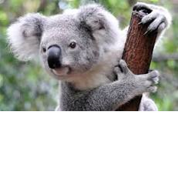 Koala Hangout