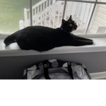 Ahoy cats