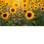 <Sunflower Fans>