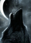 Is code wolfie