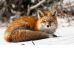 Shadow_Fox Clan