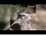 Pooooooooooooooooooooooooooooop