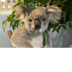koala7555 fan group :3