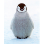 #Penguin_Power