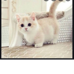 The Kitty cat# Group