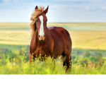 Star Horse Riding Academy