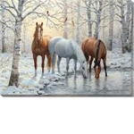 SunShine Horses Rp