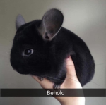 Chinchilla City