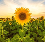 Sunshine's Homestore