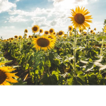 YellowFlowersForLife