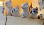 Only for the people that loves cat’s