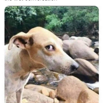 Can I use your charger?