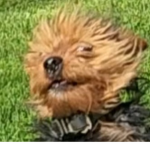 Pupper Boiz