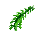 Green Bean plant