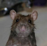 the silly rat people