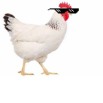 dank chickens