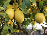 Lemons and Limes :)