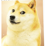 les doges