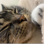 irisloveskitty