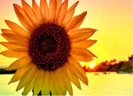 Angel sunflowers
