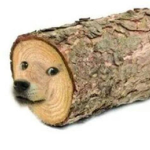 U wanna biscuit