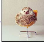 HEGDHOG GROUP