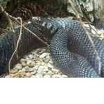 REAL SNAKES UNITED