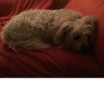 Die Hunde Freunde