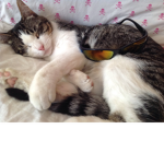 Youtubergamergrl's kittyganster's