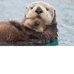 Otter armyyyyyy