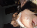 i love dogs you love dogs