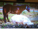 Pig and pony