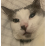 sɴᴀɪʟs