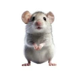 The best rat group :)