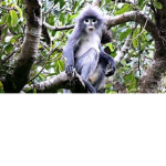 New Monkey!