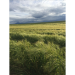 Wispy winds