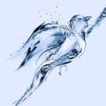 Water Bird Café